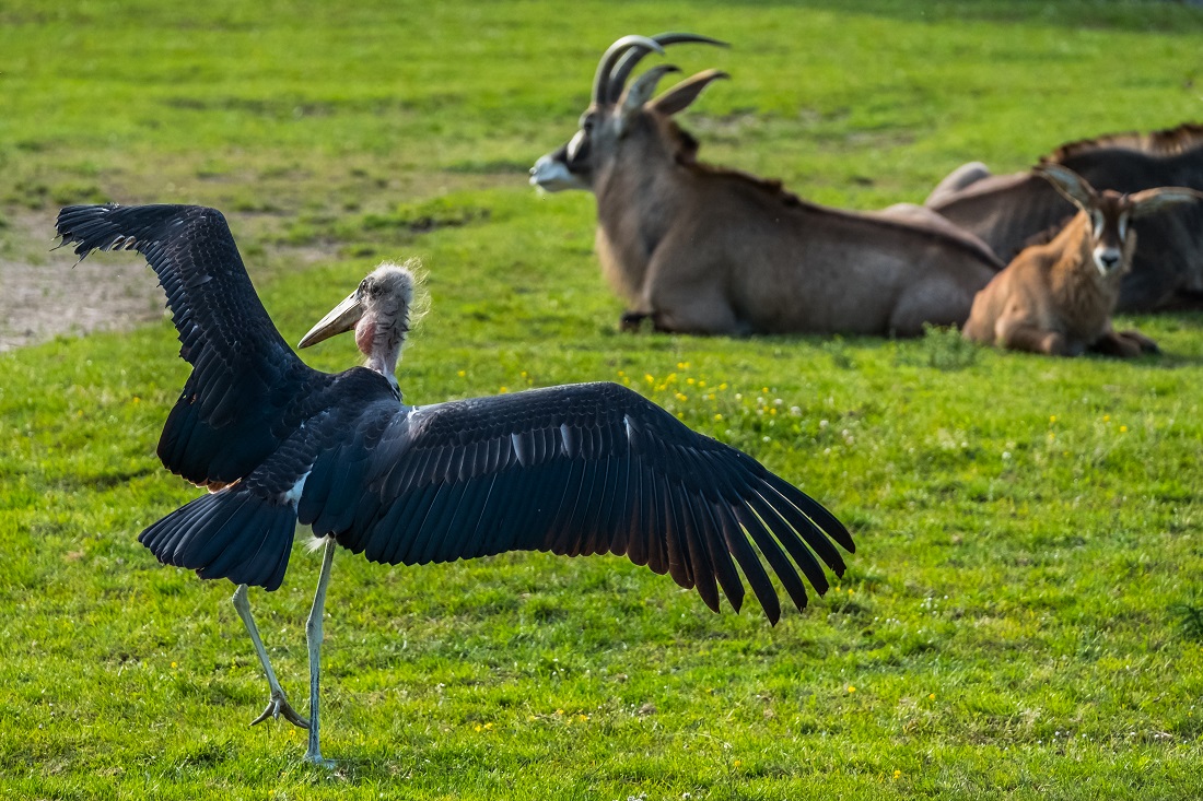 Safari Park Dvůr Králové