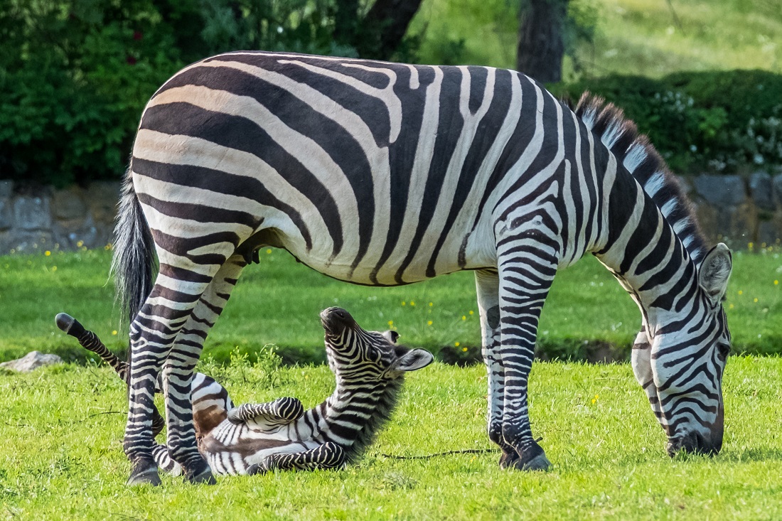 Safari Park Dvůr Králové